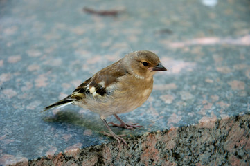 Bird sparrow chick closeup