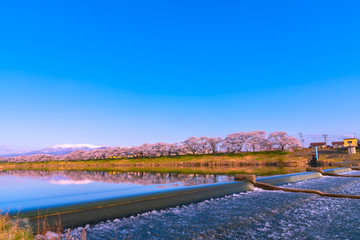 Fototapeta na wymiar Shiroishigawa-tsutsumi Hitome Senbonzakura at viewing spots Niragamizeki Weir. Cherry blossom with snowcovered Mt.Zao in background along bank of Shiroishi River in Funaoka Castle Park, Miyagi, Japan