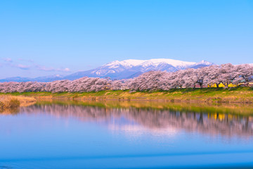 Fototapeta na wymiar Shiroishigawa-tsutsumi Hitome Senbonzakura, Cherry blossoms with snow-covered Zao Mountain in background along the bank of Shiroishi river in Funaoka Castle Ruin Park, Sendai, Miyagi prefecture, Japan
