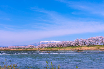 Shiroishigawa-tsutsumi Hitome Senbonzakura at viewing spots Niragamizeki Weir. Cherry blossom with snowcovered Mt.Zao in background along bank of Shiroishi River in Funaoka Castle Park, Miyagi, Japan