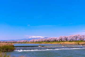 Shiroishigawa-tsutsumi Hitome Senbonzakura at viewing spots Niragamizeki Weir. Cherry blossom with snowcovered Mt.Zao in background along bank of Shiroishi River in Funaoka Castle Park, Miyagi, Japan