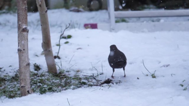 Amsel Winter
