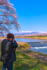 Cameraman taking pictures at Shiroishigawa-tsutsumi Hitome Senbonzakura, Cherry blossoms along the bank of Shiroishi river in Funaoka Castle Ruin Park, Sendai, Miyagi prefecture, Japan