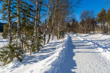 forest hiking trail in Seefeld covered in snow on sunny winter day