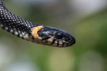 Head Of Grass Snake (Natrix Natrix). Close Up. Macro.