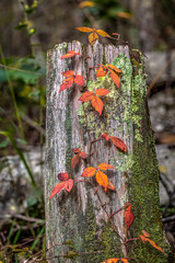 Poison ivy vine growing on an old stump, bright red leaves as fall sets in.