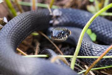 Head Of Grass Snake (Natrix Natrix). Close Up. Macro.