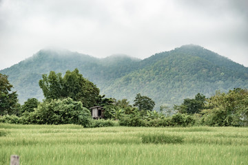 Green Terraced Rice Field with mountain, winter in Thailand.