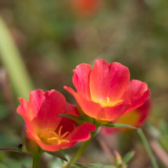 Colorful flower, Portulaca flower in garden.
