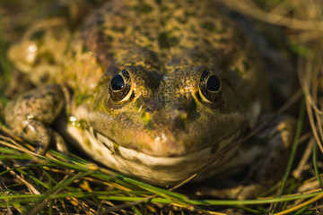 Pool Frog (Pelophylax Lessonae).