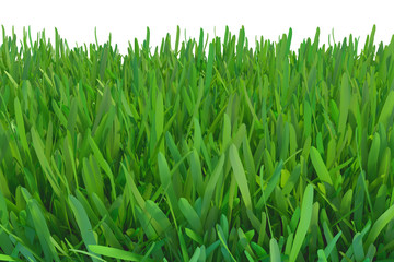 Fototapeta na wymiar Green grass nature. plants lawn. 3d rendering natural background.