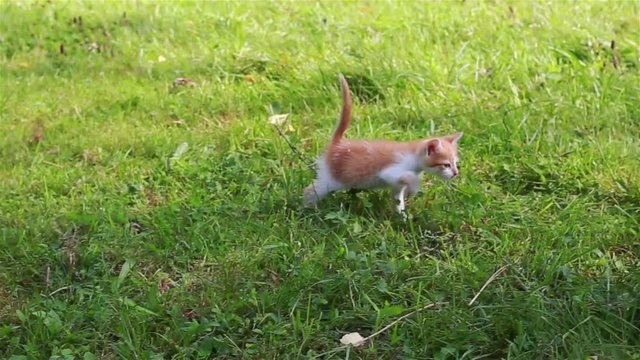 Cute kitten outdoors.