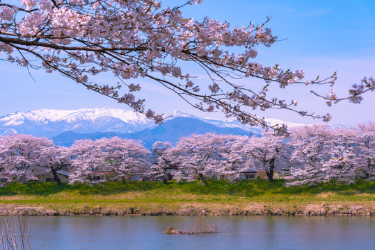 Shiroishigawa-tsutsumi Hitome Senbonzakura, Cherry blossoms with snow-covered Zao Mountain in background along the bank of Shiroishi river in Funaoka Castle Ruin Park, Sendai, Miyagi prefecture, Japan