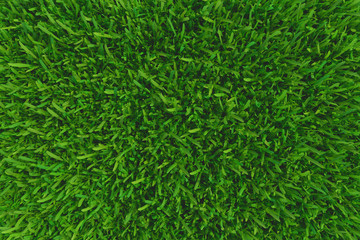 Green grass. natural background texture. high resolution. 3d rendering