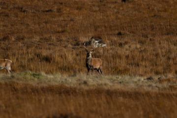 lone young male red deer stag standing amongst the grass of a moorland in Sutherland, Scotland taken during November.