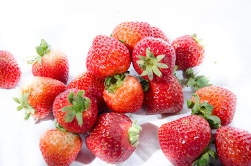 The garden strawberry 