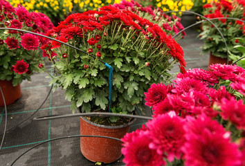 Irrigation of plants