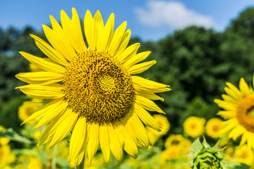 Sunflowers in Field