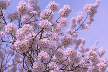 Cherry blossom in spring season, Japan.