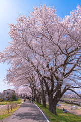 Fototapeta na wymiar Narcissus field pathway with the Cherry Blossom tree background along Shiroishi river banks in Funaoka Castle Ruin Park, Sendai, Miyagi prefecture, Japan ( Shiroishigawa tsutsumi Hitome Senbonzakura )