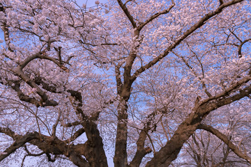 The largest yoshino cherry tree in Japan at Shiroishi river banks in Funaoka Castle Park, Miyagi, Japan. Text on the wooden billboard is 