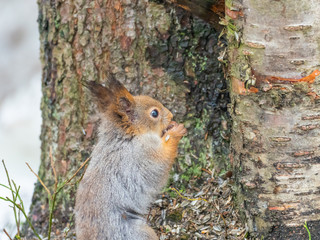 Eurasian red squirrel (Sciurus vulgaris) eating with snow in the background.