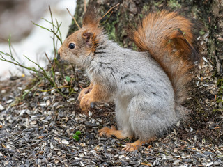 Naklejka na ściany i meble Eurasian red squirrel (Sciurus vulgaris) eating with snow in the background.