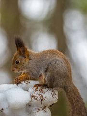 Eurasian red squirrel (Sciurus vulgaris) eating with snow in the background.