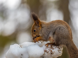 Eurasian red squirrel (Sciurus vulgaris) eating with snow in the background.