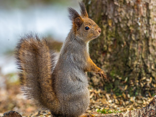 Eurasian red squirrel (Sciurus vulgaris) eating with snow in the background.