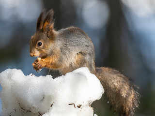 Eurasian red squirrel (Sciurus vulgaris) eating with snow in the background.