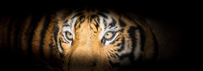 Crédence de cuisine en plexiglas Tigre Fierce tiger face