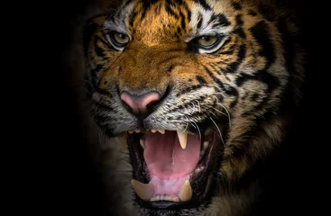 Papier Peint photo Lavable Tigre Fierce tiger face