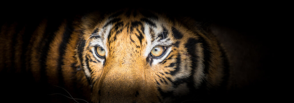 Fierce tiger face