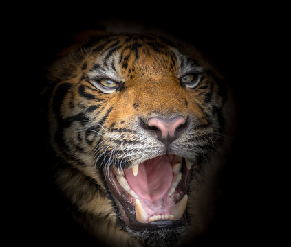 Fierce tiger face