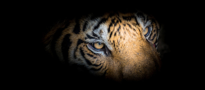 Fierce tiger face