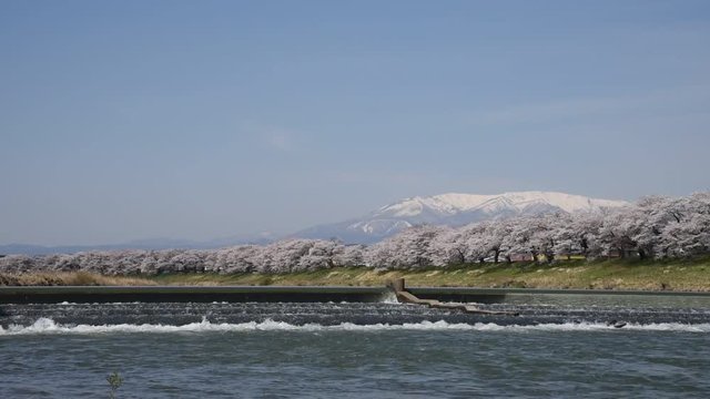 Shiroishigawa-tsutsumi Hitome Senbonzakura at viewing spots Niragamizeki Weir. Cherry blossom with snowcovered Mt.Zao in background along bank of Shiroishi River in Funaoka Castle Park, Miyagi, Japan