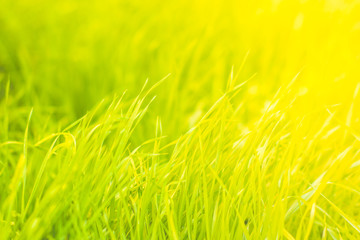Green grass natural background texture, Lawn for the background