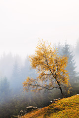 Yellow mountain tree in the fog