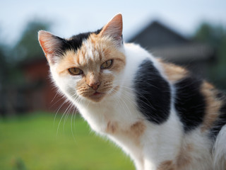 Naklejka na ściany i meble Portrait of a tricolor cat. Animal face close-up