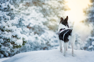 Woman playing with dog in snowy forest. Running and jumping happy pet, girl laughing, having fun. Beautiful winter landscape with trees in snow. 