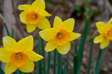 Narcissus in Spring. Blooming daffodils, Spring bulbs.