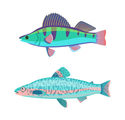 Jack Dempsey Marine Fish Set Vector Illustration