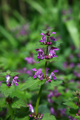 Spotted dead-nettle (Lamium maculatum); flowering