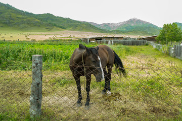 Farming in the Altai Mountains on a field with a lot of haystacks at harvest time with a black lonely horse in a pen with an iron fence