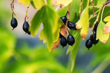 Black currant berries on a branch close up