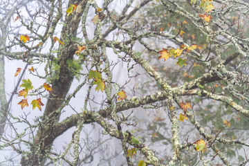 Autumn background. Tree branches with red and yellow leaves on a foggy day