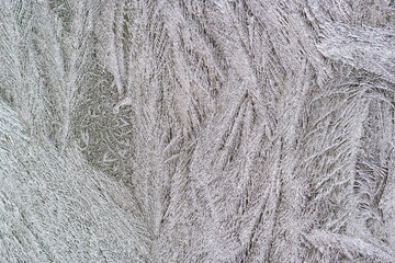 Frost flower on the window