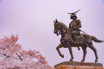 A statue of Masamune Date on horseback entering Sendai Castle in full bloom cherry blossom,...