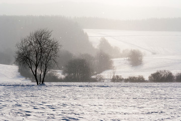 Falling snow in the winter landscape